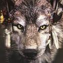 Sky Wolf