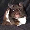 Hamsolo