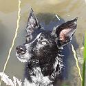 HuskyP1