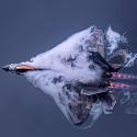 F22-Builder