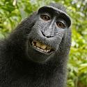 MadMonkey