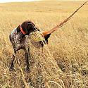BirdHunter