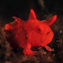 Red Frog