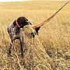 BirdHunter