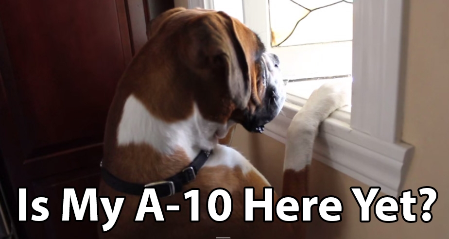 Click image for larger version

Name:	Boxer-looking-out-window.jpg
Views:	617
Size:	177.5 KB
ID:	81335