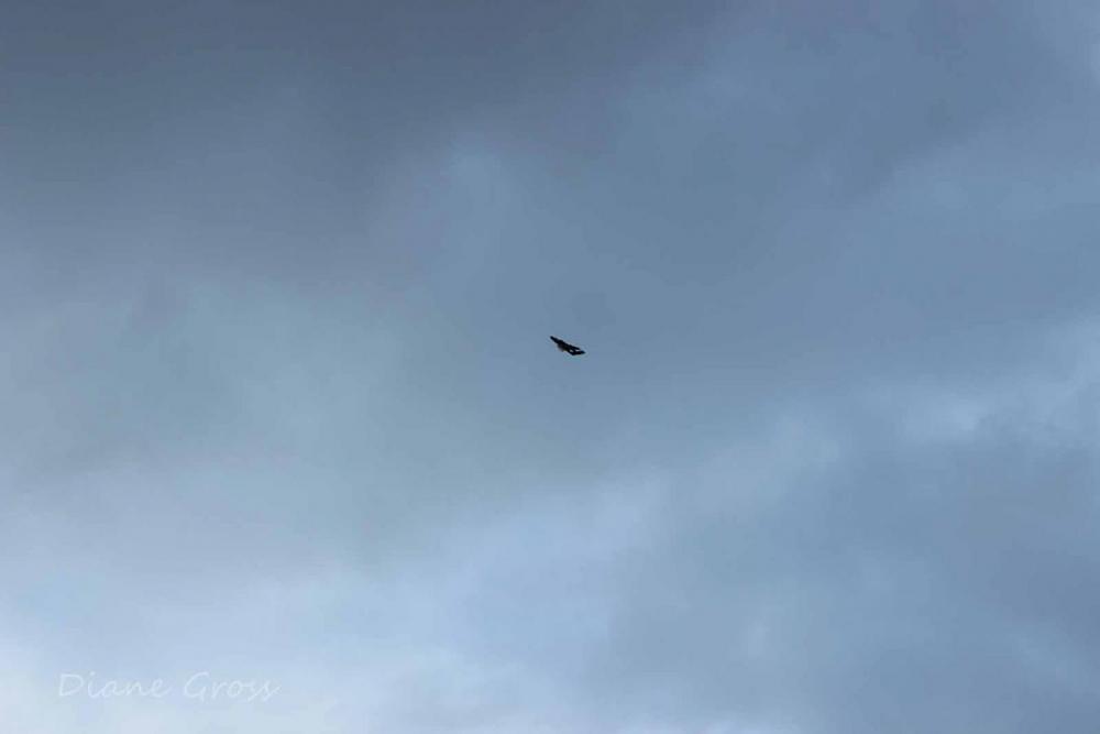 Click image for larger version

Name:	IMG_2482.JPG
Views:	315
Size:	31.8 KB
ID:	139152