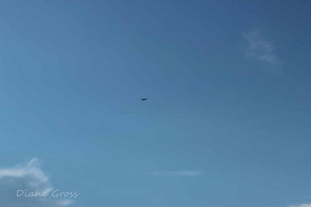 Click image for larger version

Name:	IMG_2861.JPG
Views:	385
Size:	28.7 KB
ID:	139625