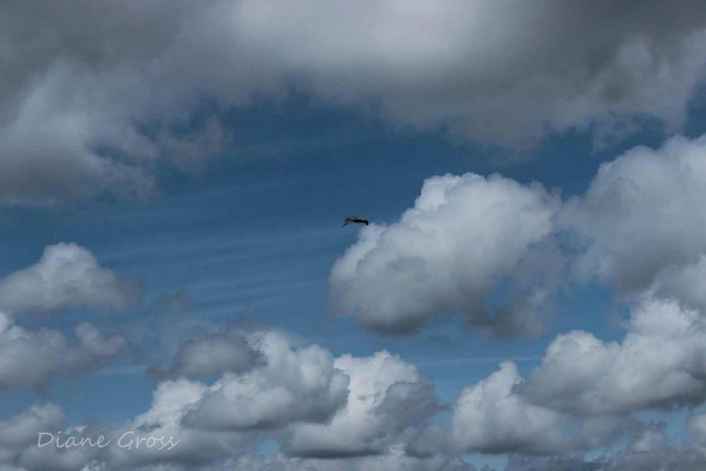 Click image for larger version

Name:	IMG_3327.JPG
Views:	284
Size:	56.9 KB
ID:	140330