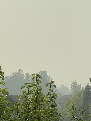 Click image for larger version  Name:	smoke9-11b.jpg Views:	0 Size:	56.0 KB ID:	274088