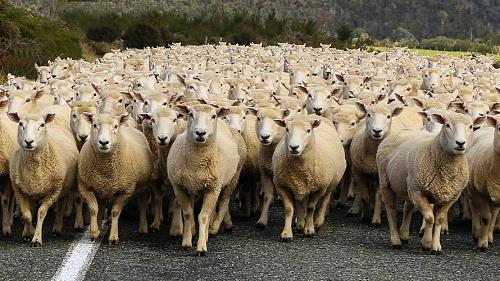 Click image for larger version

Name:	herd.jpg
Views:	866
Size:	191.1 KB
ID:	282928