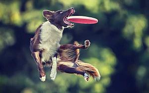 Click image for larger version

Name:	Frisdog.jpg
Views:	830
Size:	50.4 KB
ID:	288713