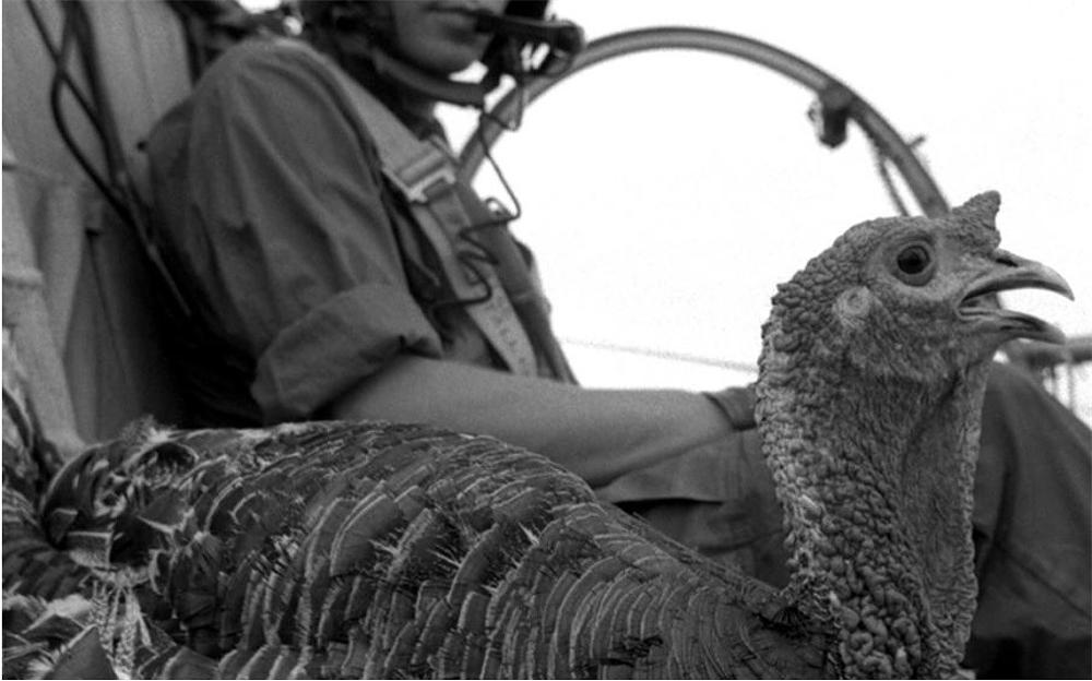 Click image for larger version

Name:	Turkey Delivery.jpg
Views:	285
Size:	137.8 KB
ID:	330929