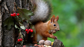 Click image for larger version

Name:	brown_squirrel_on_tree_trunk_eating_nuts.png
Views:	85
Size:	109.4 KB
ID:	429309