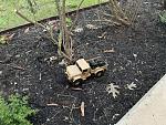 Click image for larger version

Name:	IMG_5556.JPG
Views:	1223
Size:	273.6 KB
ID:	254161