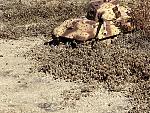 Click image for larger version

Name:	IMG_1096.JPG
Views:	1229
Size:	371.4 KB
ID:	286417