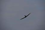 Click image for larger version

Name:	Spitfire MK9 in vlucht 3.JPG
Views:	1135
Size:	33.8 KB
ID:	317628