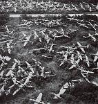 I count at least 53 sadly discarded Lightnings.