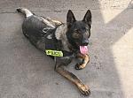 St. Albans PD K-9 Deuce