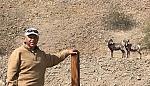 A couple Bighorn Sheep wandered into this foto