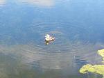 Was happy as a duck in water (heh) with the Timber flying and landing feet away.