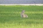 An observer on the lawn, maybe make a good spotter!